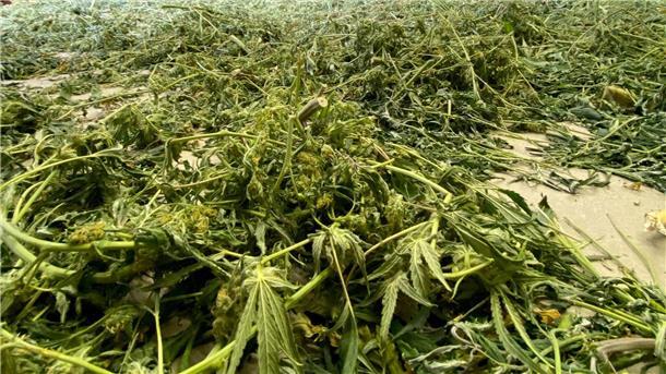 In einem Gewerbegebiet entsorgte Cannabis-Pflanzen. Die Legalisierung wird in Deutschland wohl noch auf sich warten lassen.