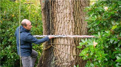  Der Baum-Manager des Gartenbauamtes Konstantin Hoffmann checkt den Durchmesser des Giganten.