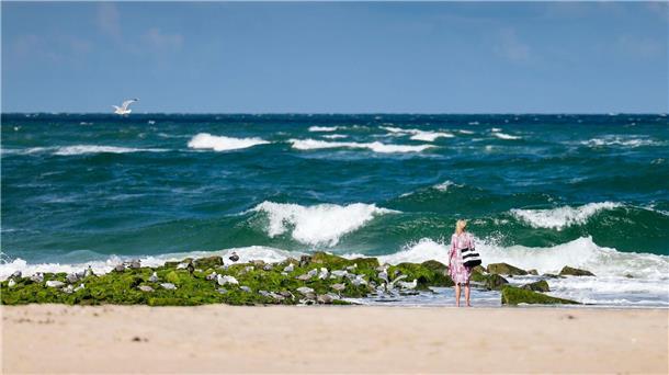 Sommerferien: Welche Vorteile haben Früh- und Spätstarter? Die meisten in Nord- und Ostsee vorkommenden Quallen sind für den Menschen ungefährlich.