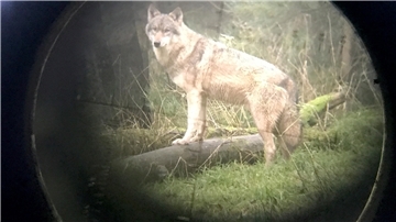 Beschluss ist da: Gericht erlaubt den Wolf-Abschuss im Cuxland   Ein Wolf steht im Wildpark Eekholt (Fotografiert durch ein Zielfernrohr).