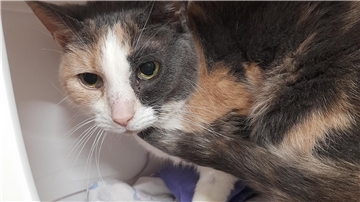 Katze