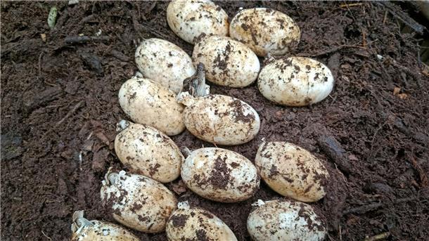Comeback des seltenen Siam-Krokodils in Kambodscha 106 Krokodileier wurden entdeckt.