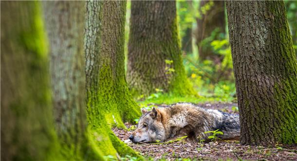 Ein Europäischer Grauwolf in einem Gehege vom Wolfcenter Dörverden.