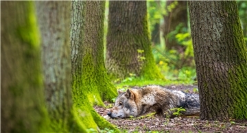 Ein Europäischer Grauwolf in einem Gehege vom Wolfcenter Dörverden.