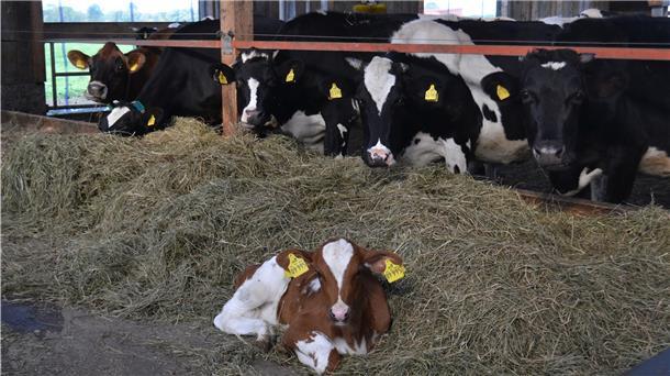Adieu, heile Bio-Welt 55 Kühe hält Griemsmann in seinem neuen Stall. Wohin ihre Milch künftig geht, das ist noch völlig offen.