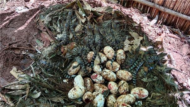 Comeback des seltenen Siam-Krokodils in Kambodscha 60 Krokodilbabys sind geschlüpft.