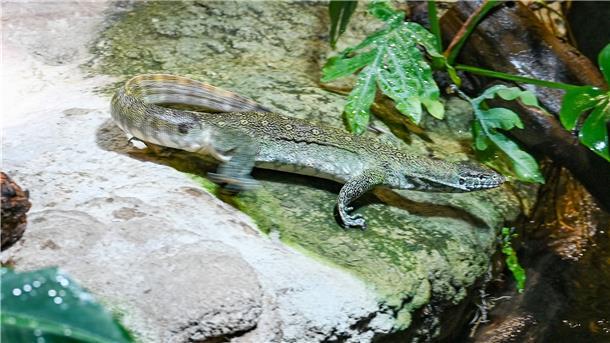 Ab ins Wasser: Im Klimahaus Bremerhaven wurde der erste Waran in sein neues Terrarium entlassen.