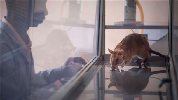 Riesenhamsterratten erschnüffeln Elfenbein und Hörner Acht der elf getesteten Ratten waren am Ende in der Lage, vier häufig geschmuggelte Arten zu identifizieren.