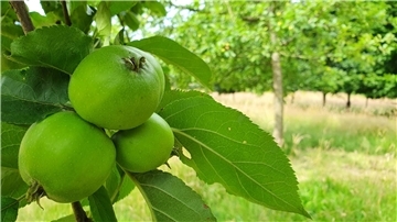 Apfel