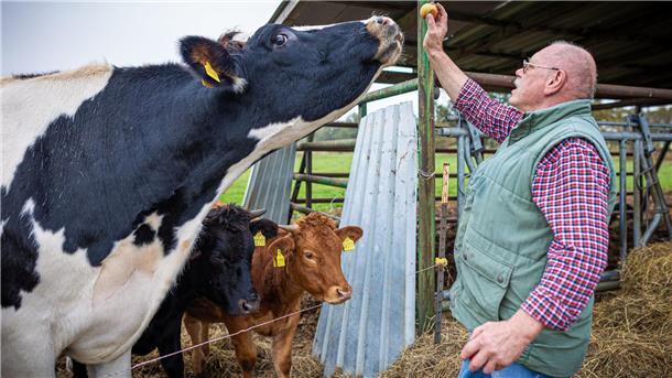 Äpfel gehen immer: Ex-Schlachter Lothar Fornfett bringt seinem Ochsen Hugo dessen Leibspeise mit.