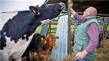 Äpfel gehen immer: Ex-Schlachter Lothar Fornfett bringt seinem Ochsen Hugo dessen Leibspeise mit.
