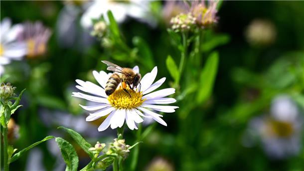 Weltbienentag: So steht es um die Bienenvölker bei Airbus in Nordenham Eine Biene sitzt auf einer Blüte.