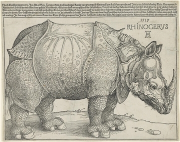 Albrecht Dürer fertigte seinen Holzschnitt „Rhinocerus“ (1515) nach dem Bericht eines Augenzeugen an. Doch der hatte wohl nicht so genau hingeschaut. Denn Nashörner haben kein Horn auf der Schulter und auch keinen Panzer.