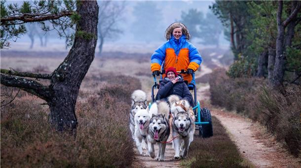 Mit Hundeschlitten durch die Heide Alexandra Krüger, deutsche Meisterin im Schlittenhunderennen, steuert mit gerufenen Kommandos ihre sieben Alaskan-Malamutes.