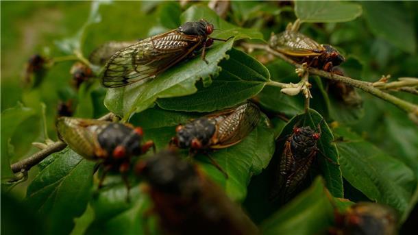 USA steht doppelte Zikaden-Invasion bevor Alle paar Jahre kommt es in den USA zu einem biologischen Schauspiel: Milliarden Zikaden kriechen aus der Erde.