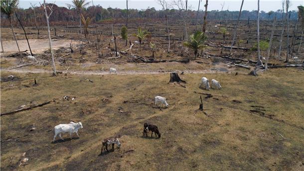 Zehn Klima-Signale, die - ein bisschen - Hoffnung geben Alles fürs Fleisch: Rinder grasen auf einem gerodeten und abgeholzten Feld nahe Canutama im brasilianischen Amazonasgebiet.