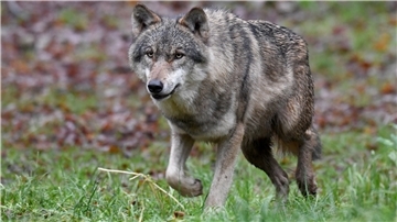 Alles zum Wolf erfahren die Interessierten bei der Veranstaltung in Rechtenfleth.