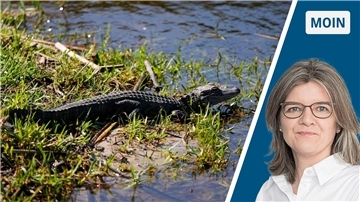 Alligator