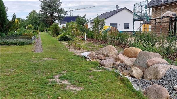 Neu angepflanzte Ligusterhecke auf dem kirchlichen Friedhof in Loxstedt