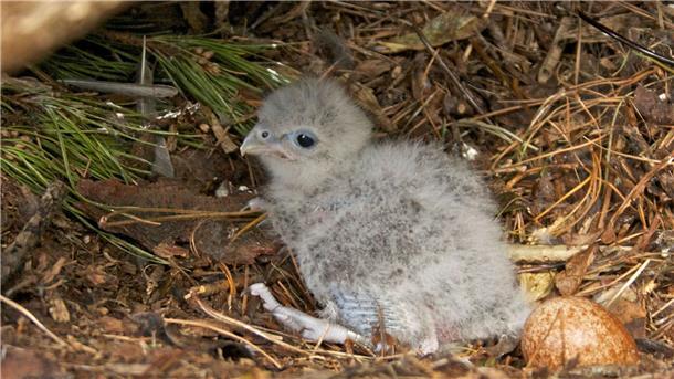 Flitzer mit Krone: Karearea ist Neuseelands Vogel des Jahres Als Küken sind Neuseelandfalken noch flaumig und hell.