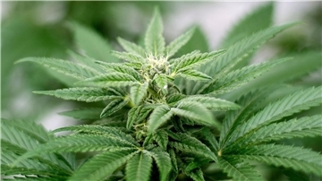 Am 1. April soll Cannabis nach den Plänen der Ampel-Koalition begrenzt für Erwachsene legalisiert werden.