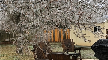 Ein Baum mit gefrorenen Zweigen im Garten von Familie Turner.