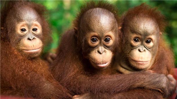 Am 19. August ist Welt-Orang-Utan-Tag. 