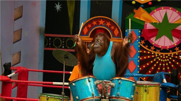 Am 19. August ist Welt-Orang-Utan-Tag. 