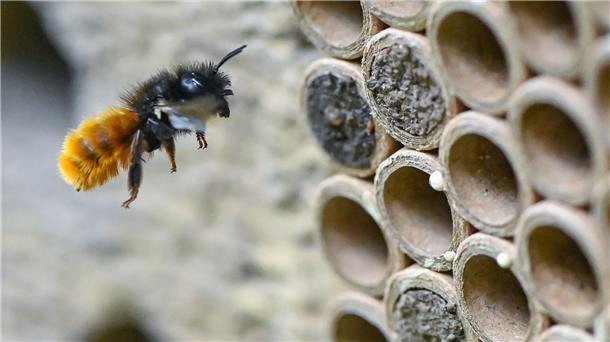 Eine Biene fliegt in ein Insektenhotel.