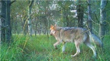 Am Bülter See in Beverstedt tappt ein Wolf in eine Fotofalle.

