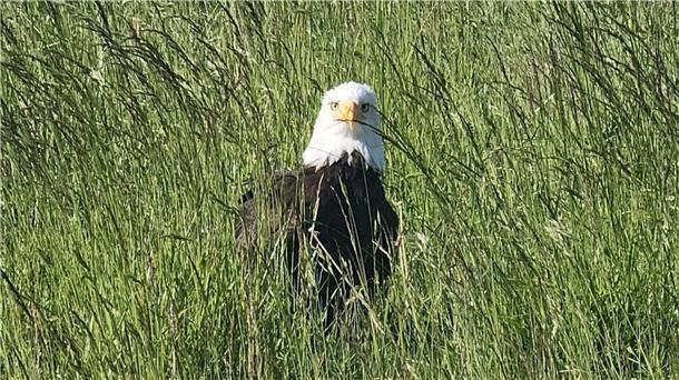 Weißkopfseeadler in Otterndorf: Flüchtiger „Donald“ am Deich gesichtet Ein Weißkopfseeadler sitzt in Otterndorf am Deich.