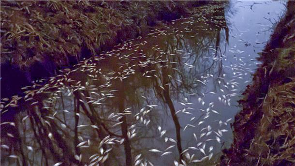Am Montagabend wurden die toten Fische von Spaziergängern entdeckt.
