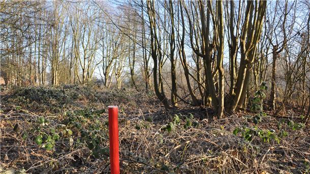Am Nordenhamer Strand sollen drei Hektar Wald verschwinden. Dagegen regt sich Protest.