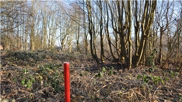 Am Nordenhamer Strand sollen drei Hektar Wald verschwinden. Dagegen regt sich Protest.