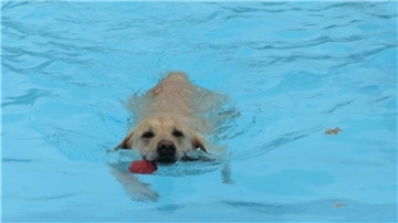 Am Samstag, 11. Oktober, ist wieder Hundeschwimmtag im "Delphino“.