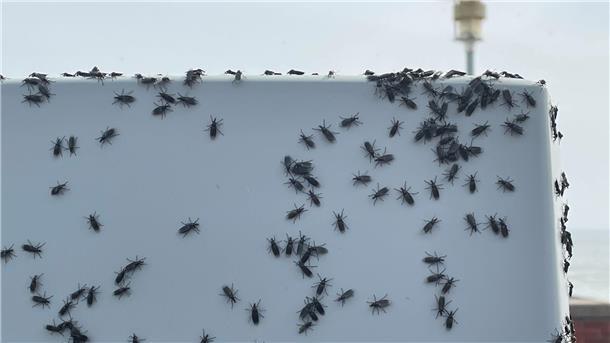 Gewitterfliegen Eckwarderhörne Wesermarsch