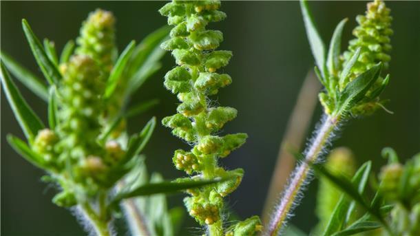 Allergiker aufgepasst: Gefahr durch Ambrosia wächst Ambrosia-Pollen können schon in kleinen Mengen heftige allergische Reaktionen auslösen. (Archivbild)