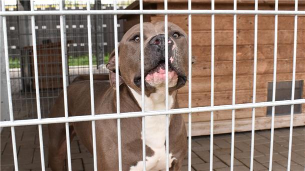 American Staffordshire Hund