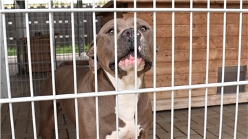 American Staffordshire Hund