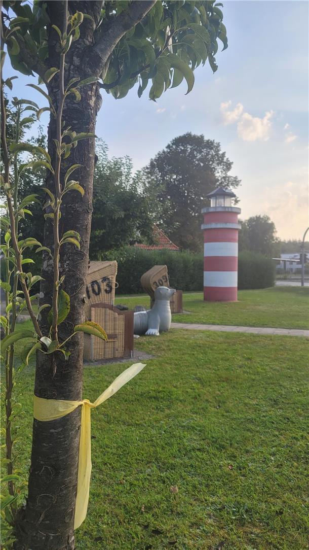 Selber pflücken im Cuxland: Kostenloses Obst am Wegesrand An der alten B6 in Nordholz, gegenüber vom Marinefliegerstützpunkt, gibt es eine kleine Leuchtturmwiese. Eine Schleife am Baum signalisert, dass hier kostenlos Obst gepflückt werden darf.