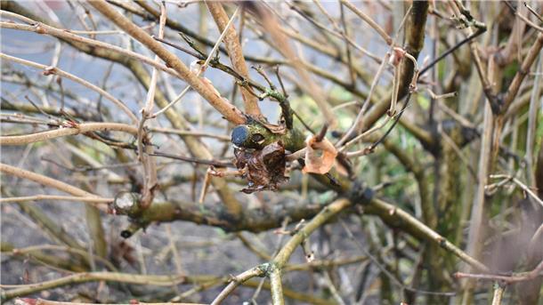 Warum jetzt der richtige Zeitpunkt ist, um Büsche im Garten kräftig zu schneiden Büsche beschneiden