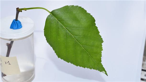 An der Spitze des Blattes ist bei genauem Hinschauen eine Mini-Raupe zu erkennen, die bereits Fraßschäden am Blatt verursacht hat.