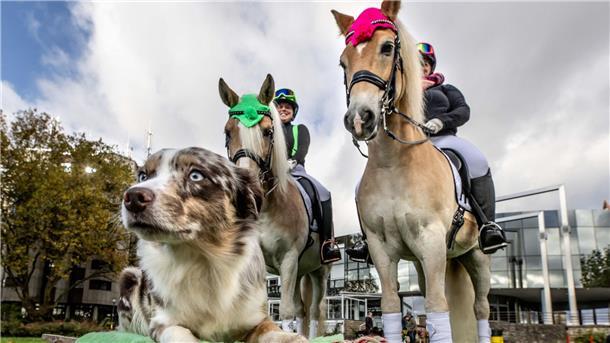 Bilder des Tages An drei Tagen erwartet die Messe „Hund & Pferd“ rund 60.000 Besucherinnen und Besucher.