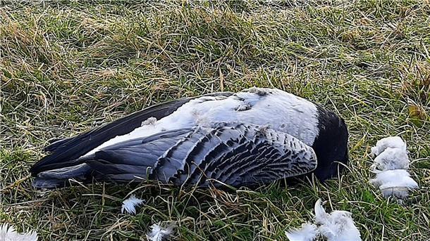 Geflügelpest: Ist das Vogelparadies Wesermarsch jetzt in Gefahr? Bild einer toten Weißwangengans, die an der Vogelgrippe verendet ist.