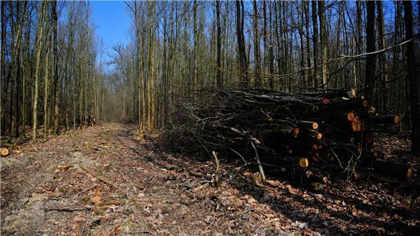 Waldpflege in der Försterei Midlum startet am 10. Februar Wald