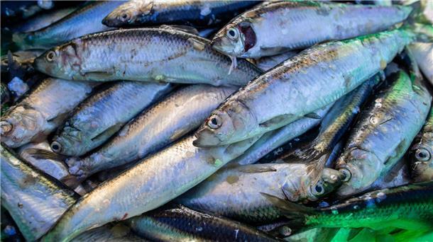 Ernüchterndes Ergebnis: Hering im Supermarkt oft nicht nachhaltig Heringe liegen in einer Fischkiste.