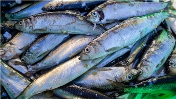 Heringe liegen in einer Fischkiste. 