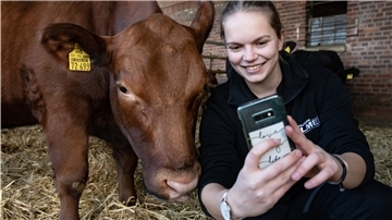 Ann-Christin Kahler, Influencerin, mit Angus-Rind "Domina". Junge Menschen aus der Agrarbranche tummeln sich zunehmend in sozialen Medien.