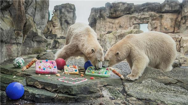 Eisbären-Party im Bremerhavener Zoo am Meer: Verträgt sich die Familie wieder? Anna (r.) und Elsa (l.) genießen ihre farbenfrohen Eistorten.
