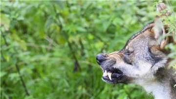 Ein zähnefletschender Wolf im Wald.